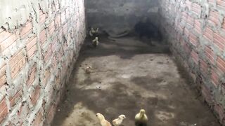 Amazing !!! Mother Chicken protects the Chicks from King Cobra