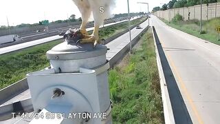 Hawk lands right on Street Cam and Devours a Rat