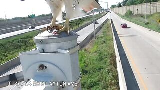 Hawk lands right on Street Cam and Devours a Rat