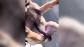 Woman throws her dog at man.....then see what happens