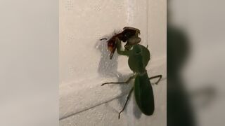 Praying Mantis Eats The Guts out of Wasp while Still Alive