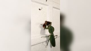 Praying Mantis Eats The Guts out of Wasp while Still Alive