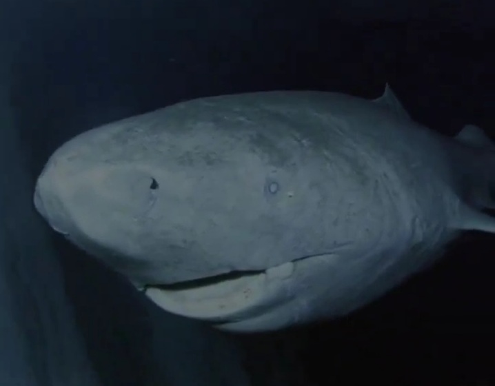A living piece of history is swimming beneath the Arctic ice.