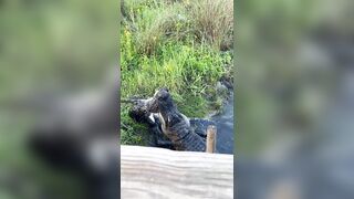 Crocodile Finds a Meal