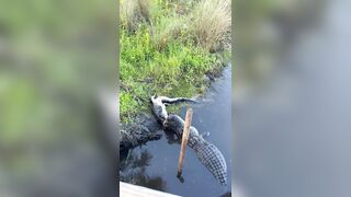 Crocodile Finds a Meal