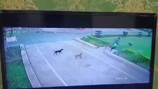 Dogs Attack and Killed a Doctor...