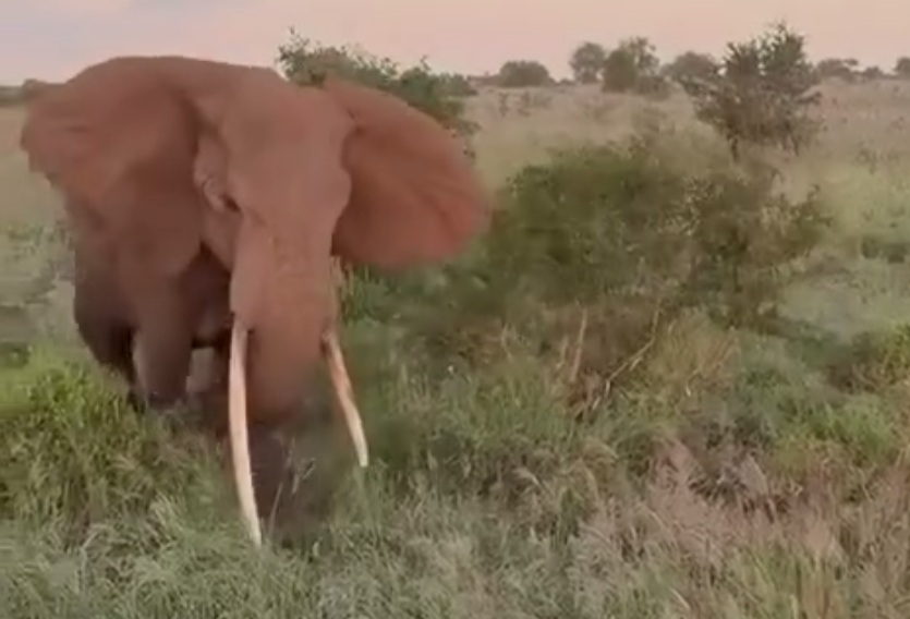 Terrifying moment charging elephant rams into safari jeep as panicked tourists scream