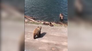 The Brutal Side of Nature and its Grizzly Bear