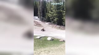 The Brutal Side of Nature and its Grizzly Bear