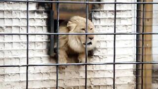 Lion Yells out the Window for Everyone to STFU!!!