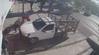 Loose bull in Pedro Escobedo leaves six injured and mobilizes authorities