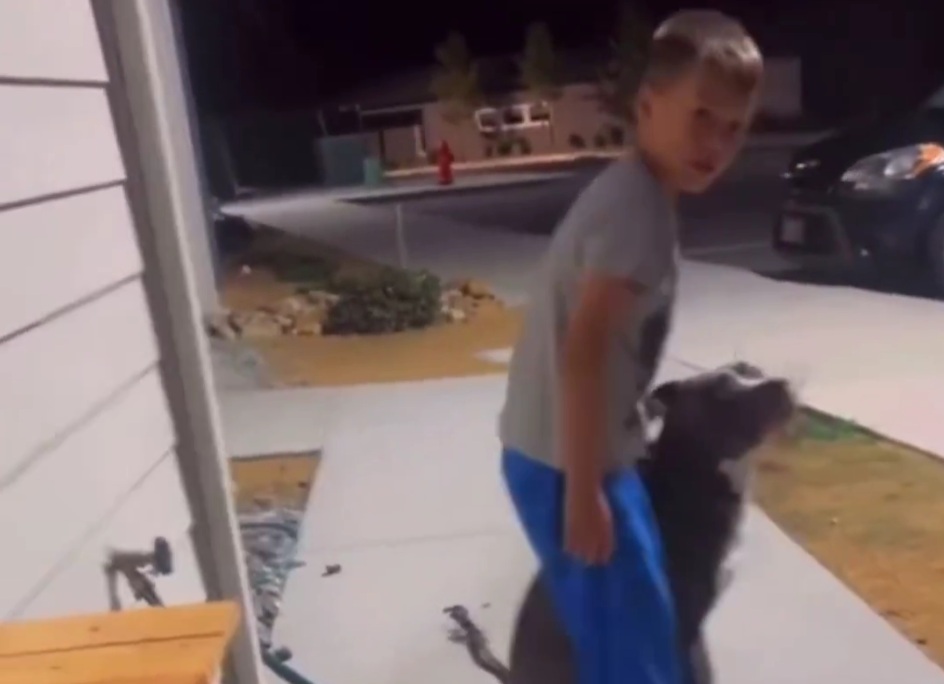 Video of Boy Harassing Pitbull Fuels Heated Breed Debate