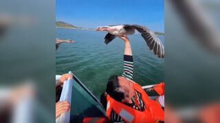Cool: A Goose takes a Free Ride on Speeding Boat