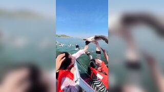 Cool: A Goose takes a Free Ride on Speeding Boat