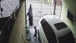 Beware of DOG: Man attempts to steal an item from a property, is bitten by a dog, and goes to complain to the animal's owner; watch.