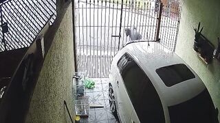 Beware of DOG: Man attempts to steal an item from a property, is bitten by a dog, and goes to complain to the animal's owner; watch.