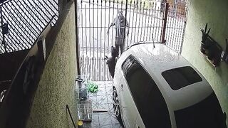 Beware of DOG: Man attempts to steal an item from a property, is bitten by a dog, and goes to complain to the animal's owner; watch.