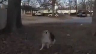 Dog from Heaven appears out of Nowhere