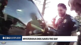 Dog from Heaven appears out of Nowhere