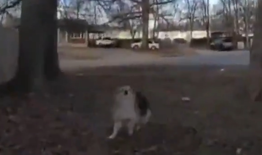 Dog from Heaven appears out of Nowhere