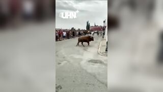 Even a Bull can't Stop this Kid from using his Phone..He pays For It