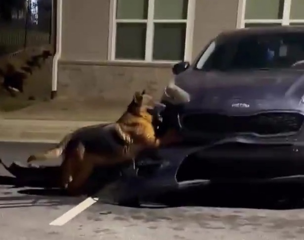 DOGS attack a car in Atlanta.
