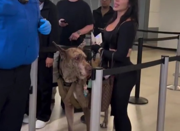 Imagine sitting Next to this Dog on the Airplane