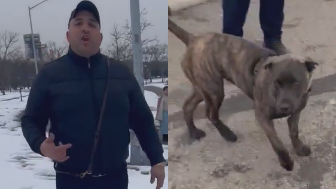 Someone tells man to put his dogs on a leash, and gets punched