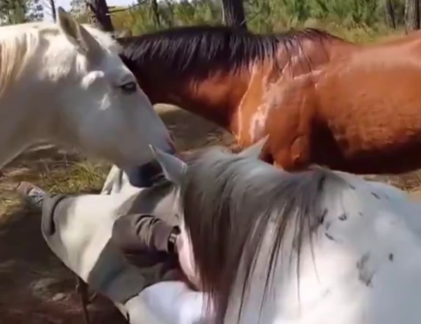 The horses knew he was near. His daughter brought him there to be with the horses one last time...