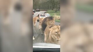 The Male Lion brings his Private Security Wherever he goes