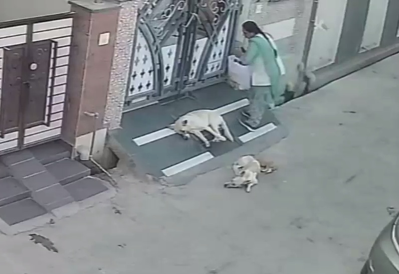 "Let sleeping dogs lie" Stray Dog attack on Woman in India