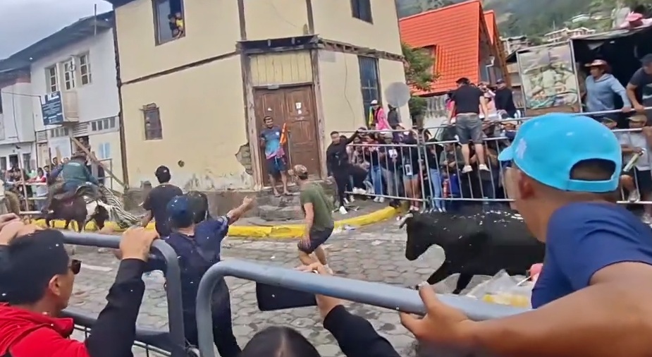 Never turn your back on a Bull: Bull charges at spectator during traditional "Pamplona" running of the bulls in Riobamba, Ecuador