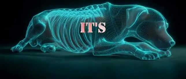 Deeply Emotional Breakdown of What Dogs Experience Their Final Moments with their Owner.