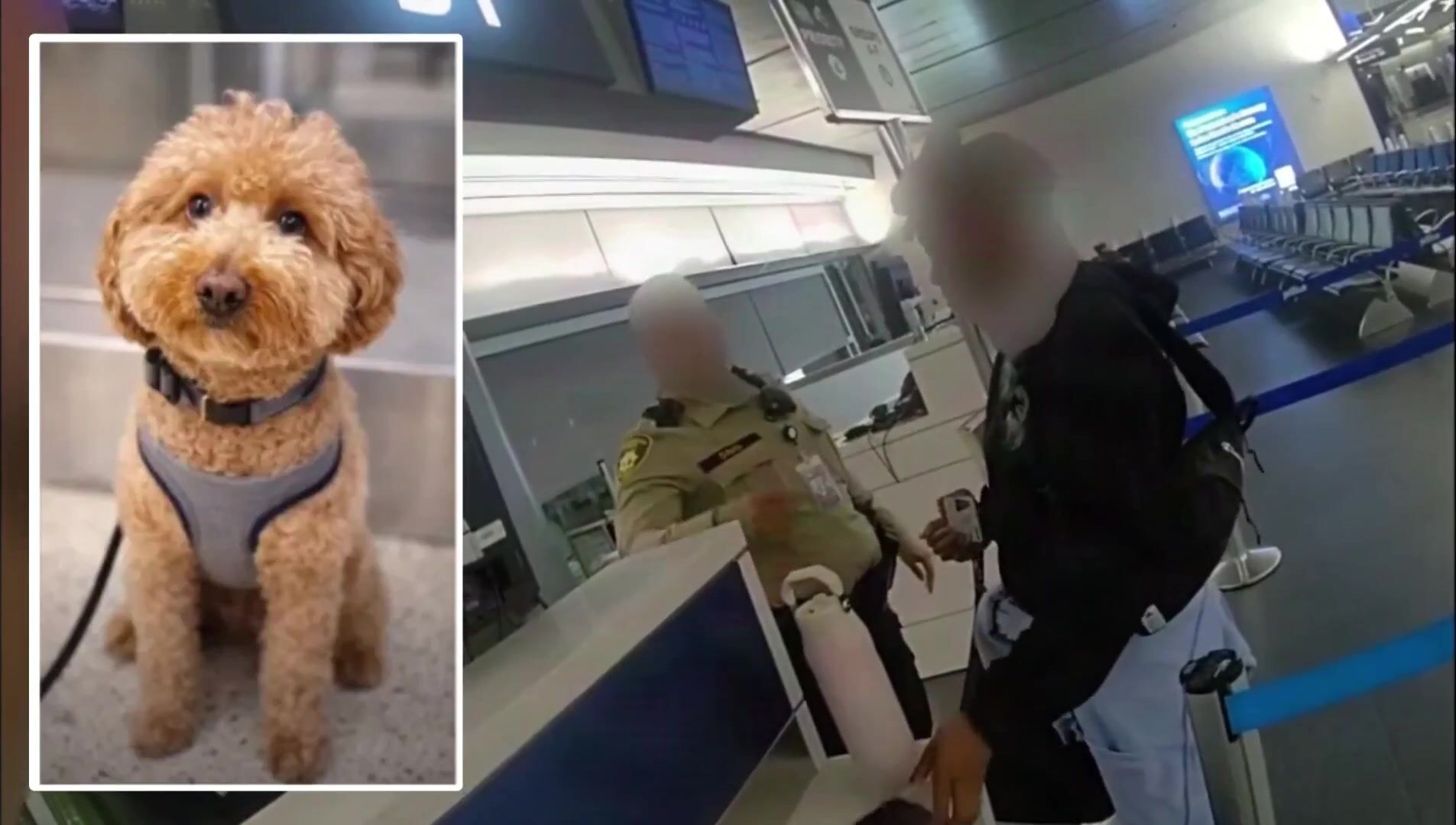 These black parasites will abandon their own kids if given the chance.