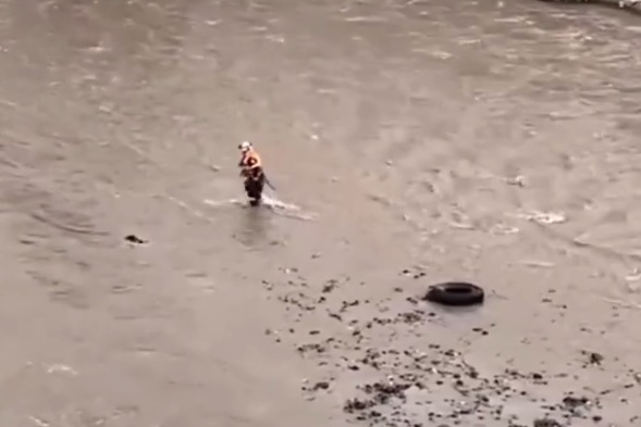 Hero Man dies while Rescuing a Dog