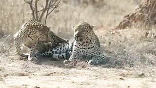 Just Like us..Female Leopard Wakes up Male for some Sex