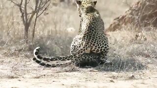 Just Like us..Female Leopard Wakes up Male for some Sex