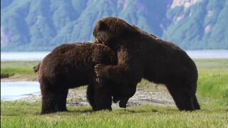 NEW: Intense battle between 2 HUGE Brown Bears
