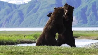 NEW: Intense battle between 2 HUGE Brown Bears