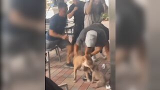 Big Dog grabs a puppy off of a Woman's lap while she is Eating Lunch