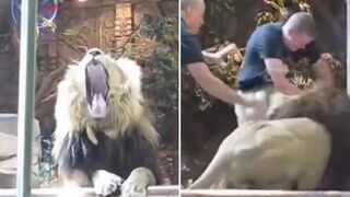 Massive Lion Attacks Zoo Keeper.... You'll Never Guess Who Comes to the Guys Rescue.
