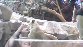 Massive Lion Attacks Zoo Keeper.... You'll Never Guess Who Comes to the Guys Rescue.