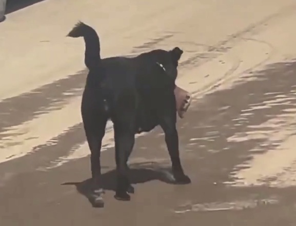 Dog runs away with a Human Bone...Can't blame the dog