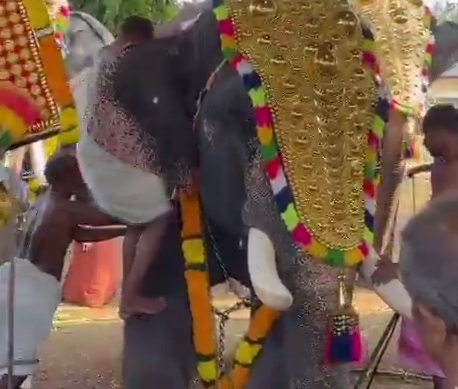 Elephant turns human into Toy at Festival