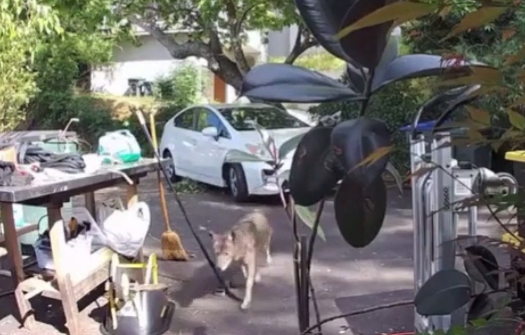 Coyote caught on video chasing 3-year-old boy outside of Southern California home