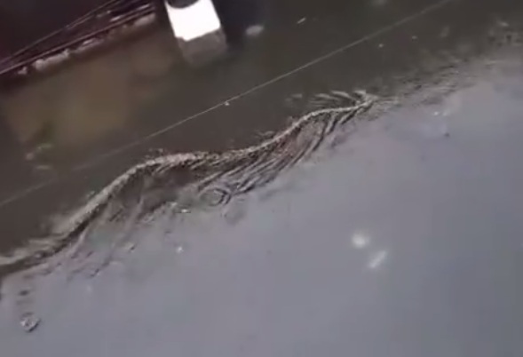 Apocalyptic Giant Python swims through Flood waters looks like a Dragon