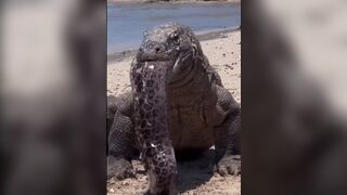 Komodo Dragon Pukes Up an Entire Morey Eel