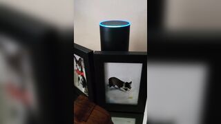 WHOA: Even Alexa Admits There was Massive Election Fraud in 2020..