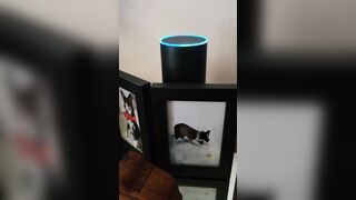 WHOA: Even Alexa Admits There was Massive Election Fraud in 2020..