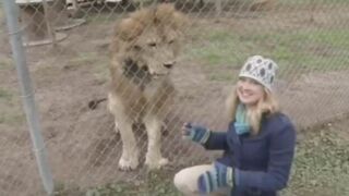 Woman tries to Interview a Lion and This is How it Went!